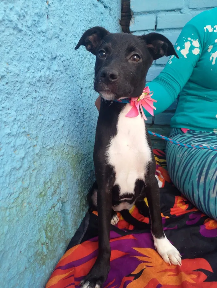 Cachorro raça SRD-ViraLata idade 2 a 6 meses nome JUREMA