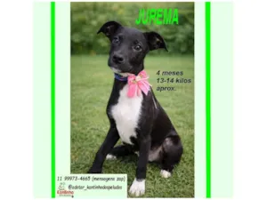 Cachorro raça SRD-ViraLata idade 2 a 6 meses nome JUREMA