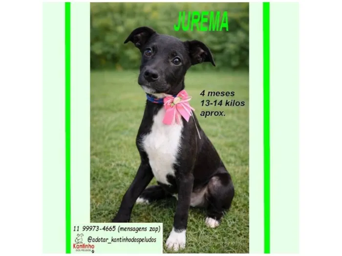Cachorro raça SRD-ViraLata idade 2 a 6 meses nome JUREMA