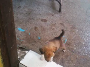 Cachorro raça SRD-ViraLata idade 2 a 6 meses nome filhote