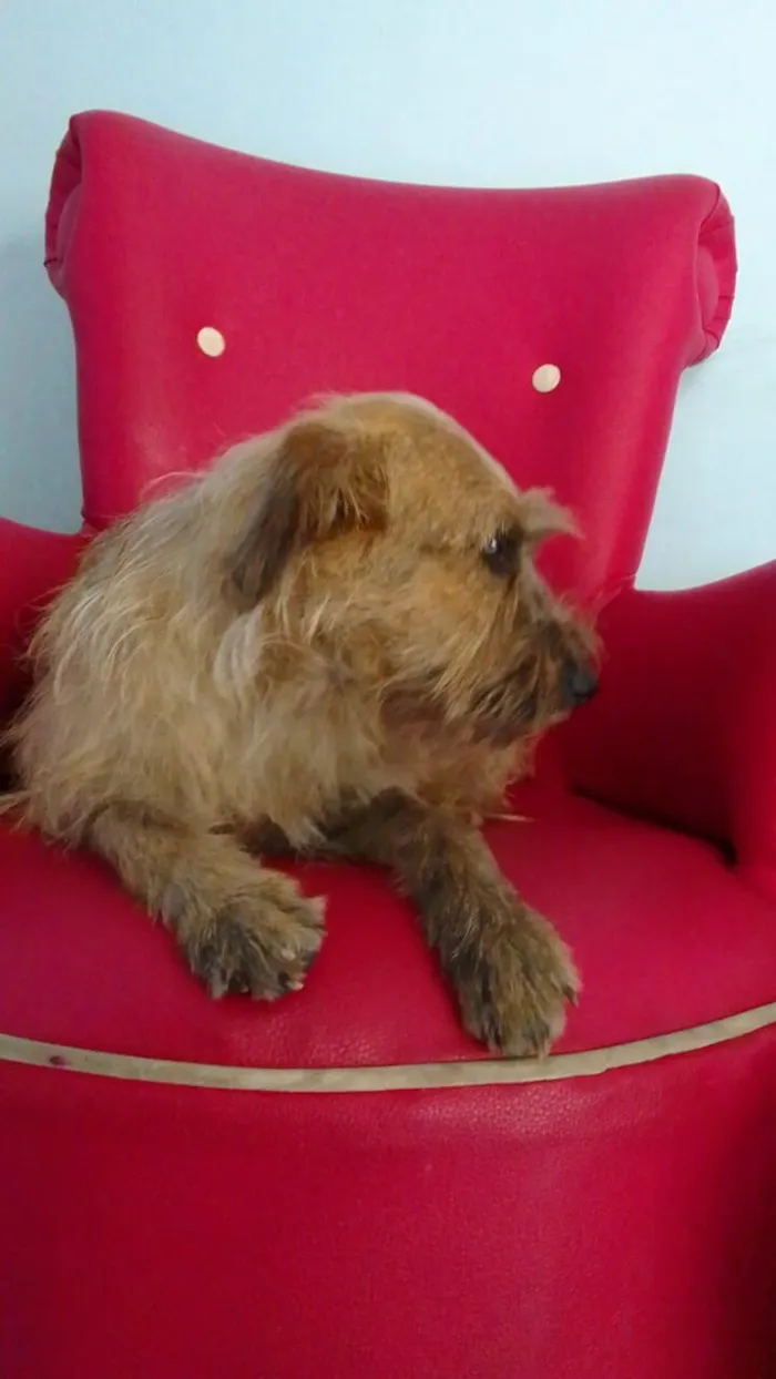 Cachorro raça SRD-ViraLata idade 1 ano nome LISA