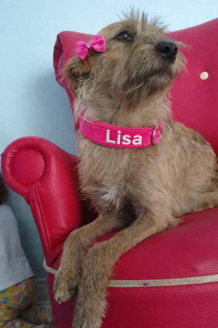 Cachorro raça SRD-ViraLata idade 1 ano nome LISA