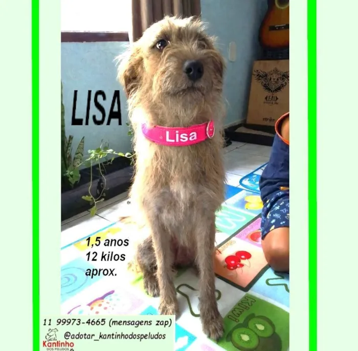 Cachorro raça SRD-ViraLata idade 1 ano nome LISA