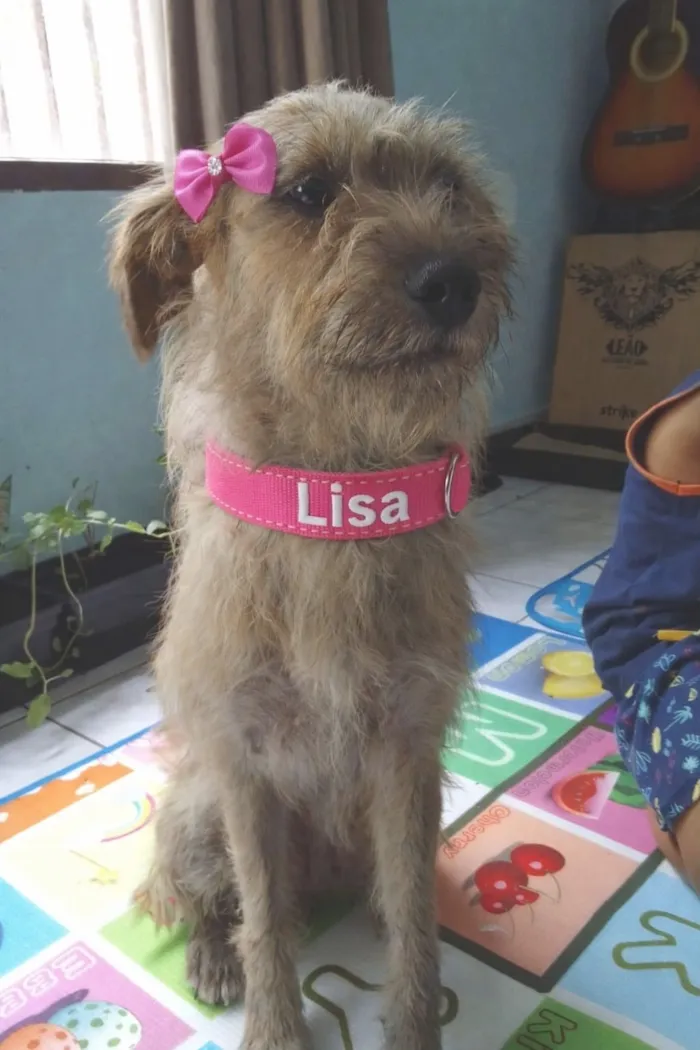 Cachorro raça SRD-ViraLata idade 1 ano nome LISA