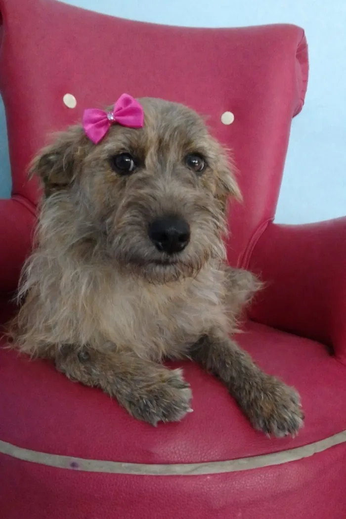 Cachorro raça SRD-ViraLata idade 1 ano nome LISA