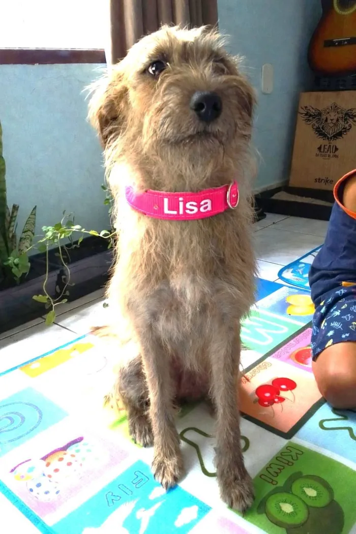 Cachorro raça SRD-ViraLata idade 1 ano nome LISA