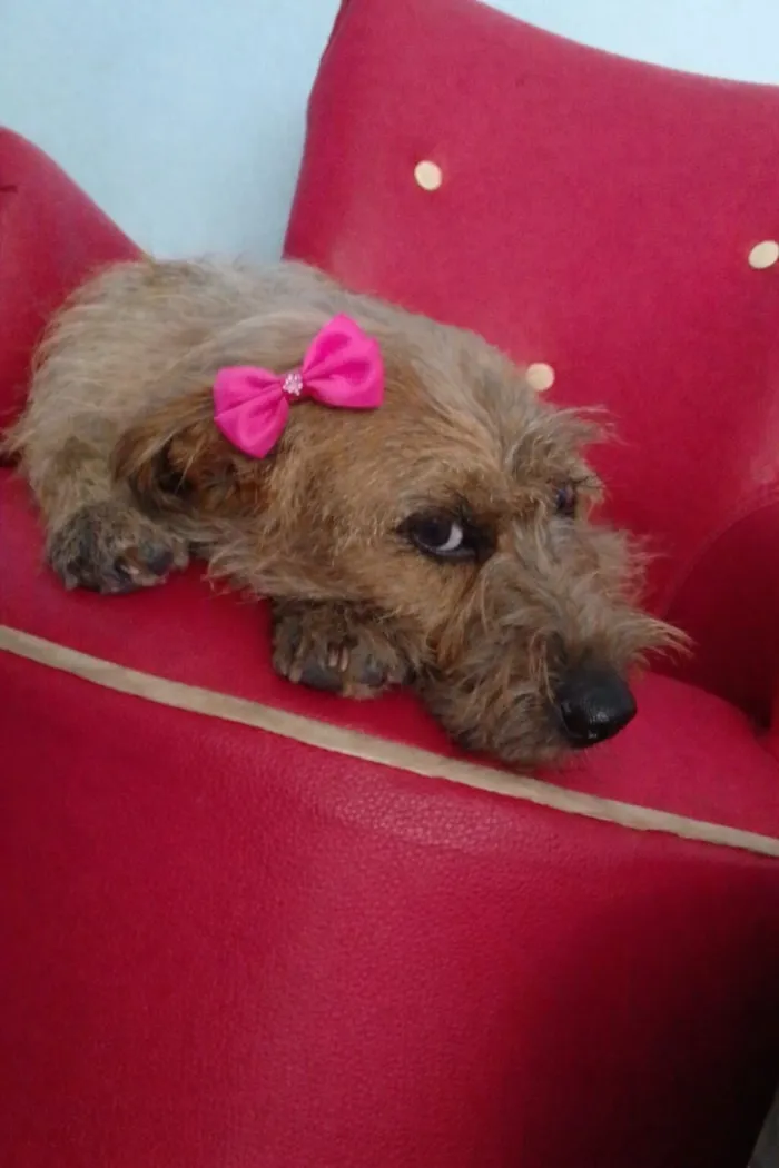 Cachorro raça SRD-ViraLata idade 1 ano nome LISA