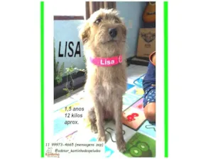 Cachorro raça SRD-ViraLata idade 1 ano nome LISA