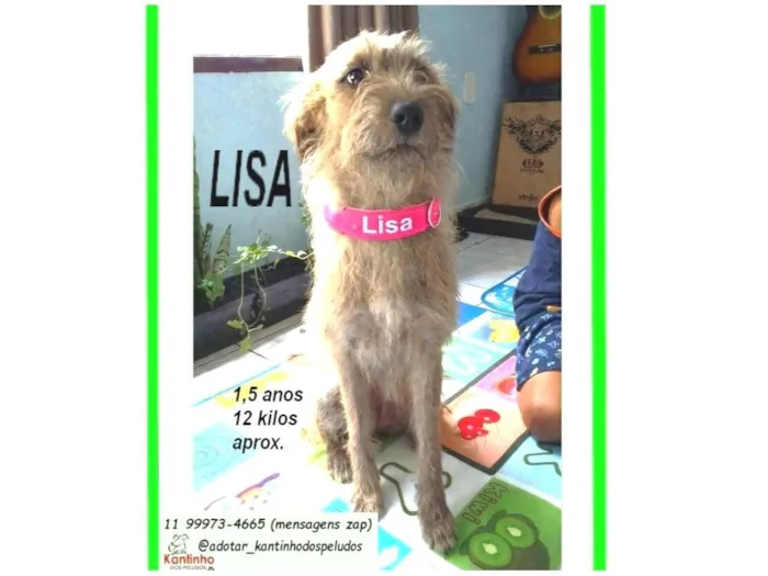 Cachorro raça SRD-ViraLata idade 1 ano nome LISA