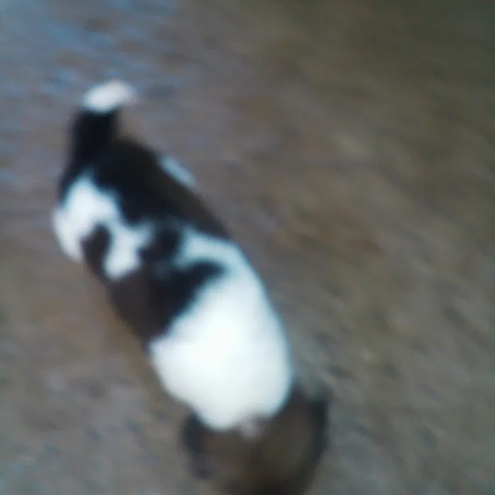 Cachorro raça SRD-ViraLata idade 2 a 6 meses nome filhote 