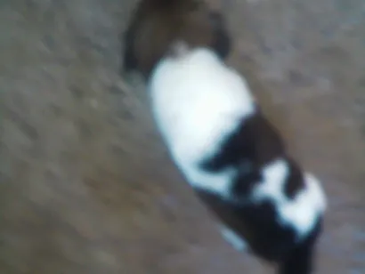 Cachorro raça SRD-ViraLata idade 2 a 6 meses nome filhote 