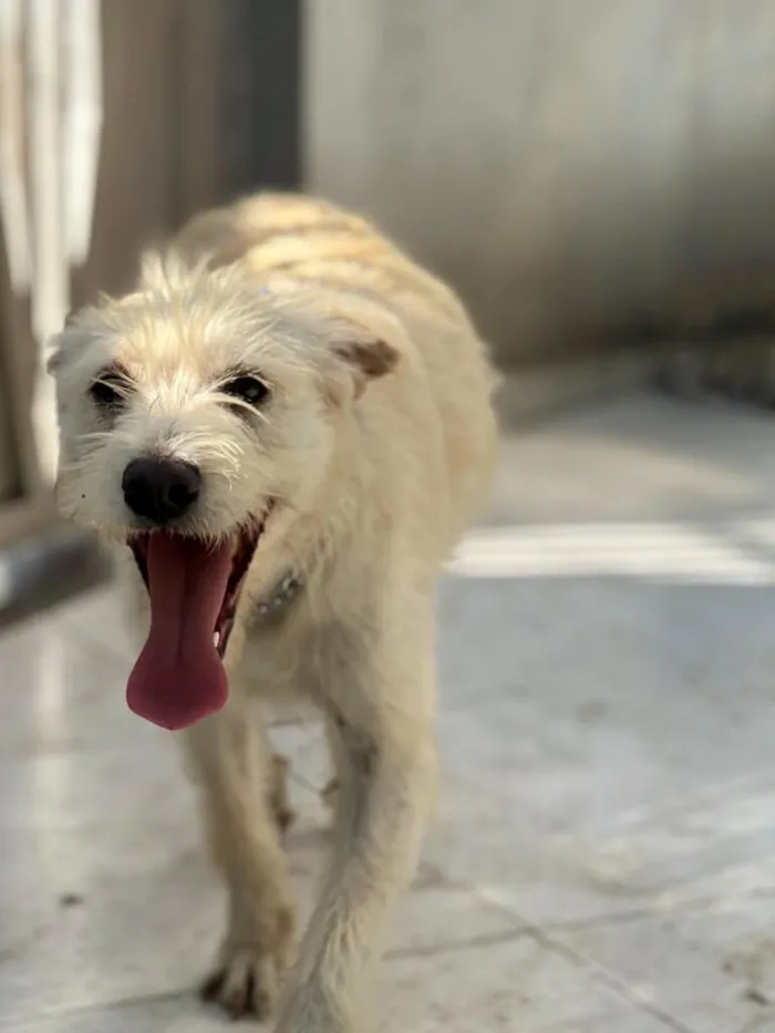 Cachorro raça SRD-ViraLata idade 2 anos nome LUIGI