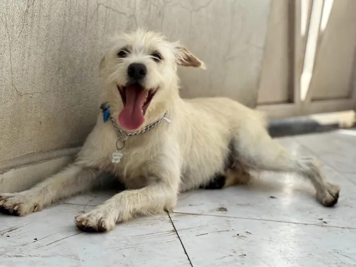 Cachorro raça SRD-ViraLata idade 2 anos nome LUIGI