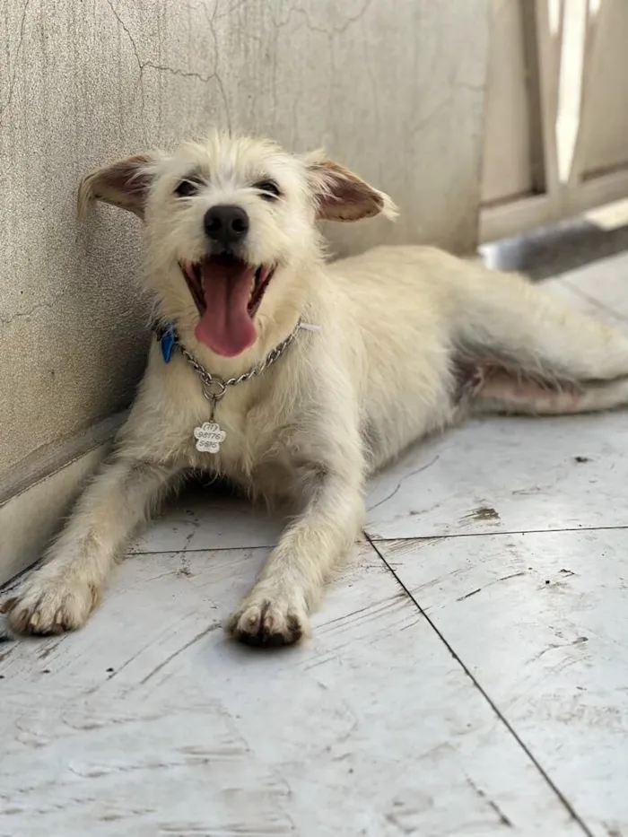 Cachorro raça SRD-ViraLata idade 2 anos nome LUIGI