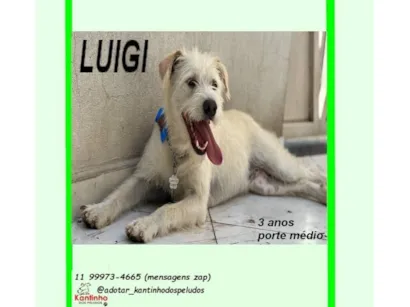 Cachorro raça SRD-ViraLata idade 2 anos nome LUIGI