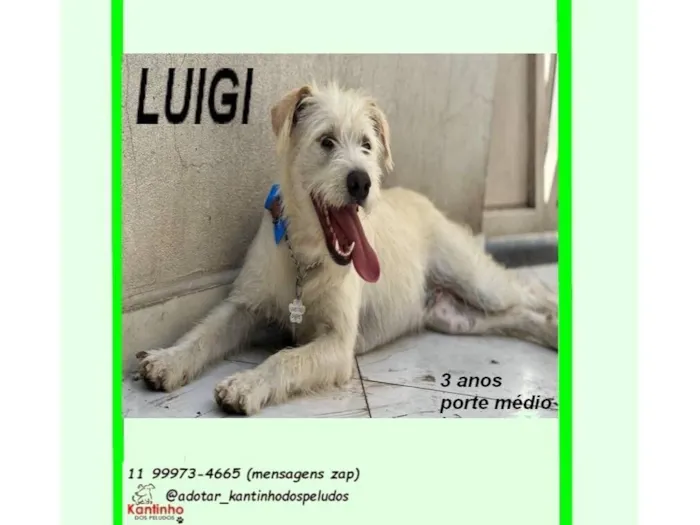 Cachorro raça SRD-ViraLata idade 2 anos nome LUIGI