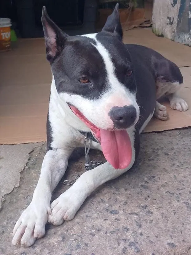 Cachorro raça SRD-ViraLata idade 2 anos nome LUNA M