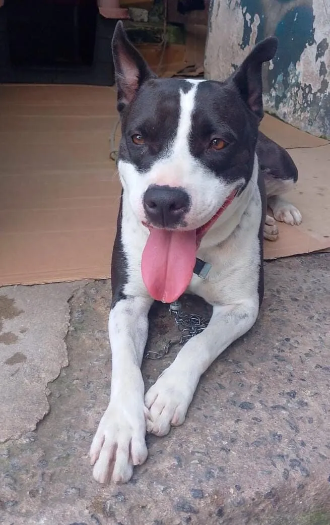 Cachorro raça SRD-ViraLata idade 2 anos nome LUNA M