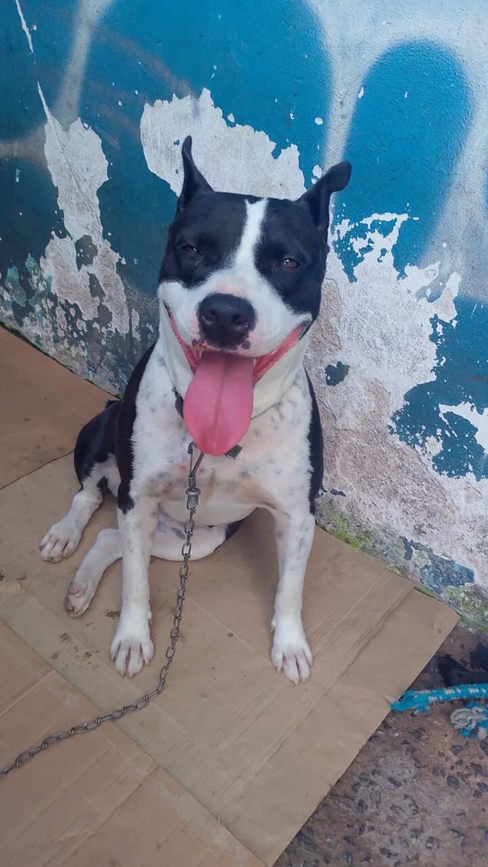 Cachorro raça SRD-ViraLata idade 2 anos nome LUNA M