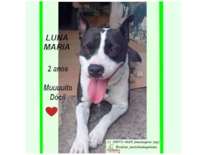 Cachorro raça SRD-ViraLata idade 2 anos nome LUNA M