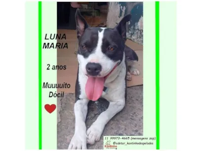 Cachorro raça SRD-ViraLata idade 2 anos nome LUNA M