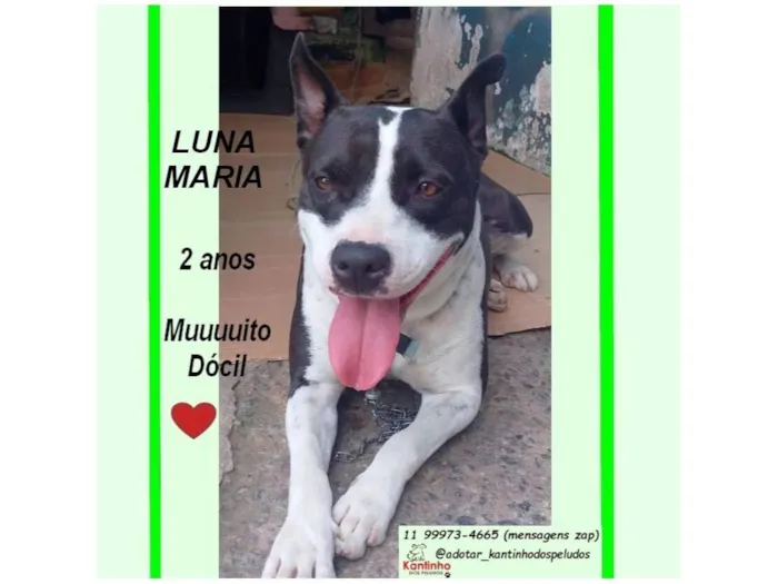 Cachorro raça SRD-ViraLata idade 2 anos nome LUNA M