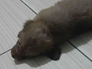 Cachorro raça SRD-ViraLata idade 2 a 6 meses nome NADJA M G RAMOS