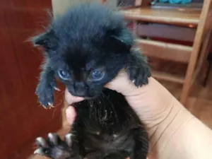 Gato raça SRD-ViraLata idade Abaixo de 2 meses nome sem nome 