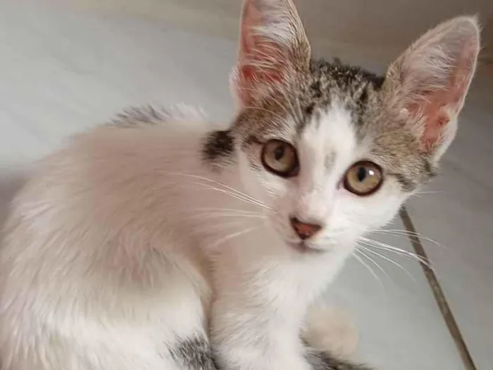Gato raça SRD-ViraLata idade 2 a 6 meses nome branquinha com cinza 2.