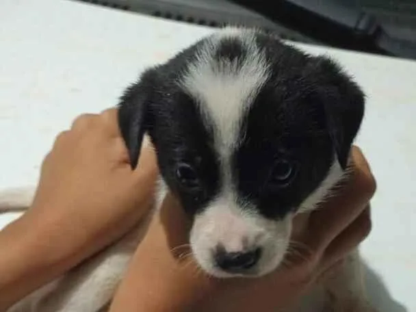 Cachorro raça Lhasa Apso idade Abaixo de 2 meses nome Fernanda Villas boas Gonçalves