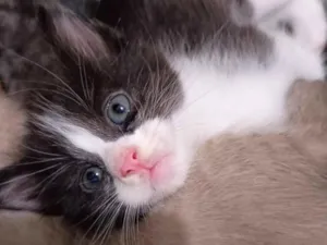 Gato raça SRD-ViraLata idade Abaixo de 2 meses nome Gata