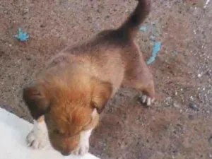 Cachorro raça SRD-ViraLata idade 2 a 6 meses nome filhote