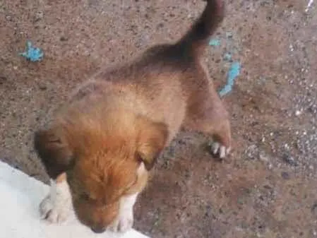 Cachorro raça SRD-ViraLata idade 2 a 6 meses nome filhote
