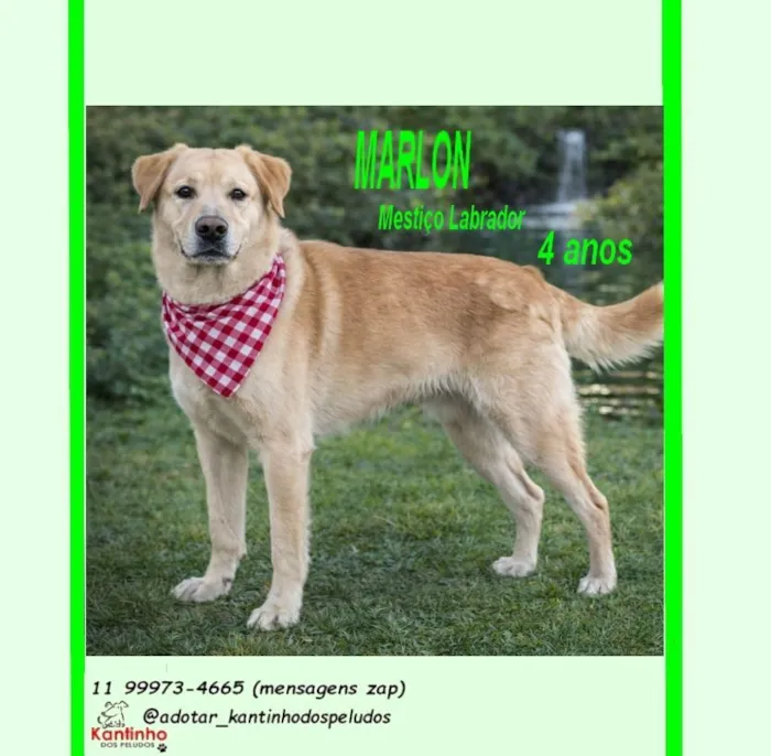 Cachorro raça Labrador idade 4 anos nome MARLON