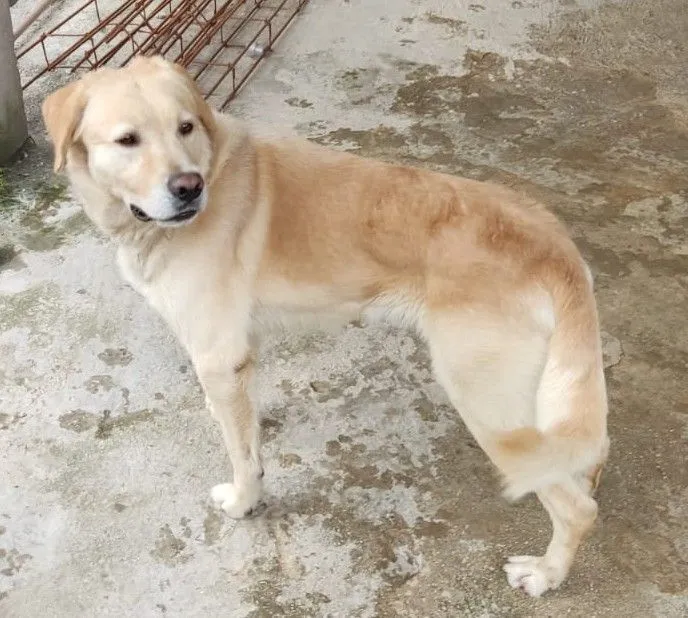 Cachorro raça Labrador idade 4 anos nome MARLON