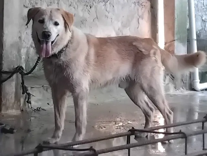 Cachorro raça Labrador idade 4 anos nome MARLON