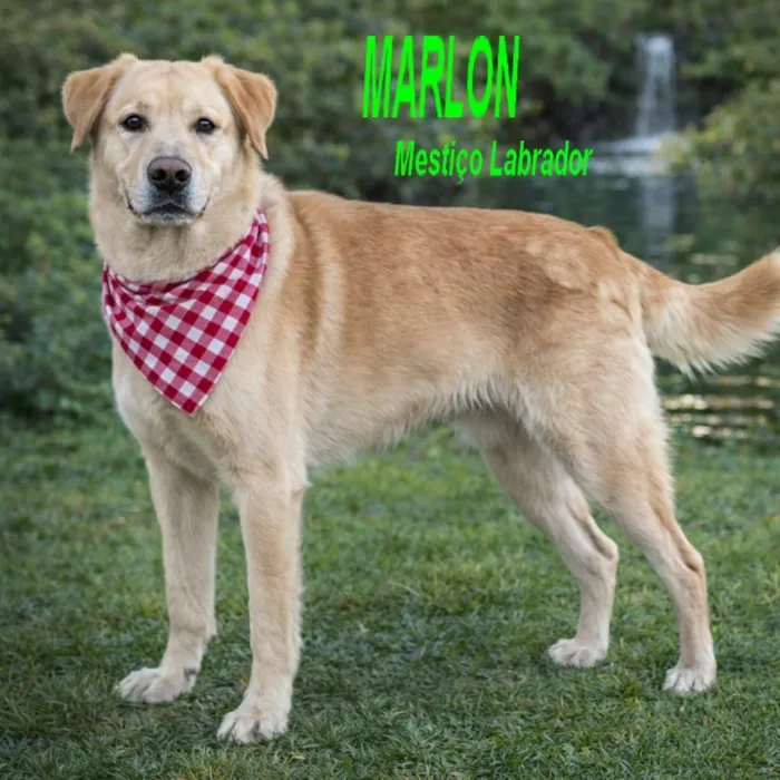 Cachorro raça Labrador idade 4 anos nome MARLON