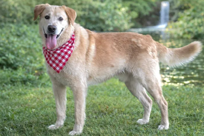 Cachorro raça Labrador idade 4 anos nome MARLON