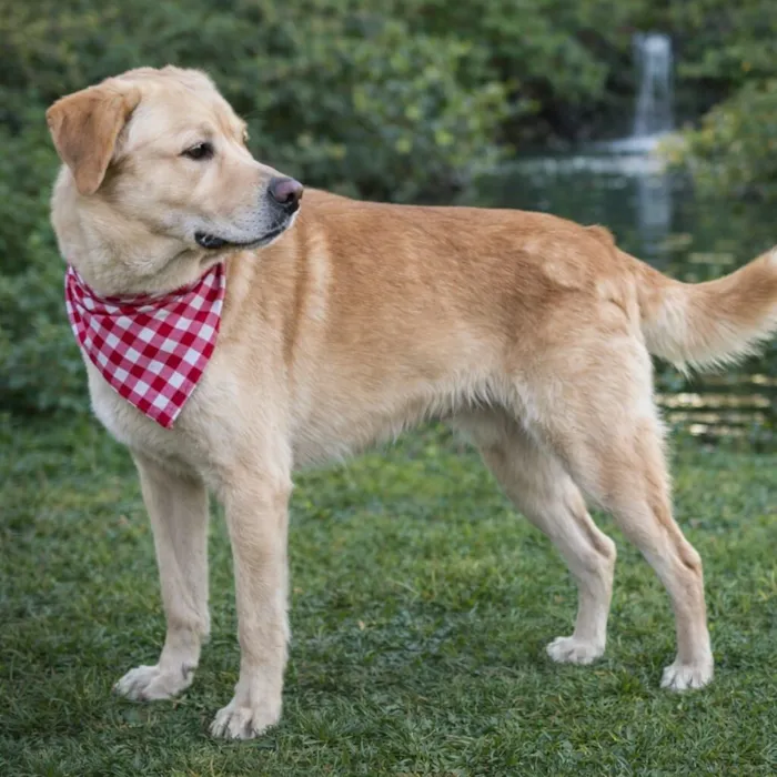 Cachorro raça Labrador idade 4 anos nome MARLON