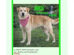 Cachorro raça Labrador idade 4 anos nome MARLON