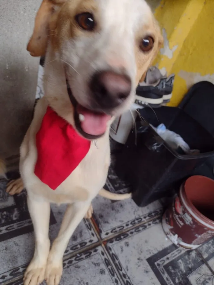 Cachorro raça SRD-ViraLata idade 1 ano nome MIKE