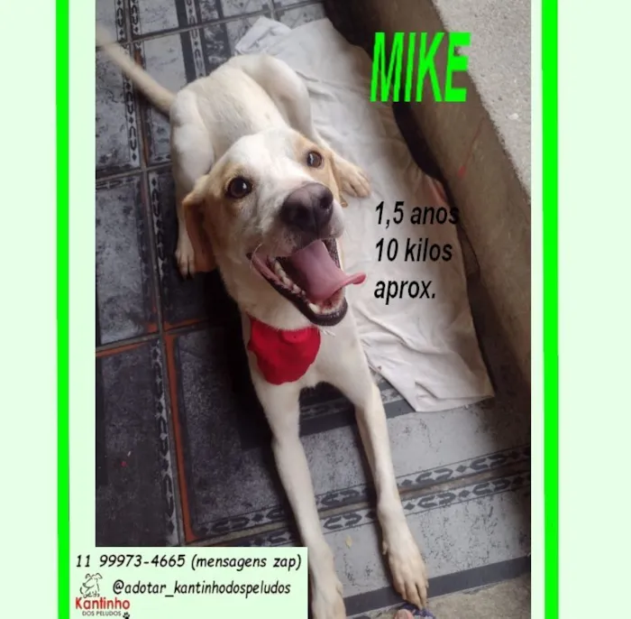 Cachorro raça SRD-ViraLata idade 1 ano nome MIKE
