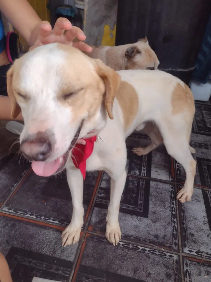 Cachorro raça SRD-ViraLata idade 1 ano nome MIKE