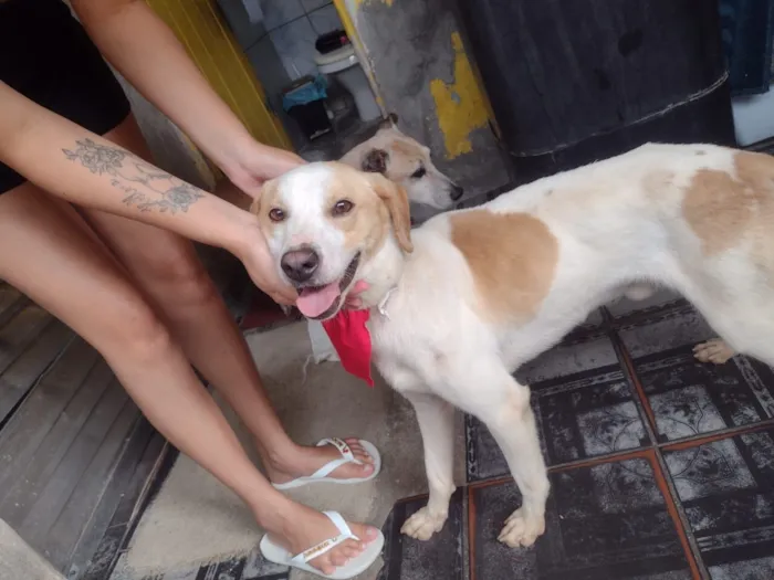 Cachorro raça SRD-ViraLata idade 1 ano nome MIKE