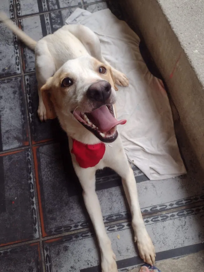 Cachorro raça SRD-ViraLata idade 1 ano nome MIKE