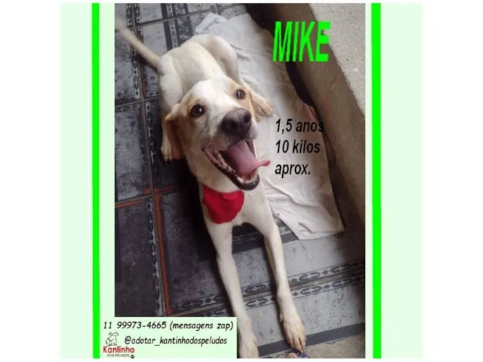 Cachorro raça SRD-ViraLata idade 1 ano nome MIKE
