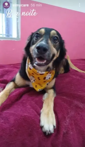 Cachorro raça SRD-ViraLata idade 1 ano nome Bolt 