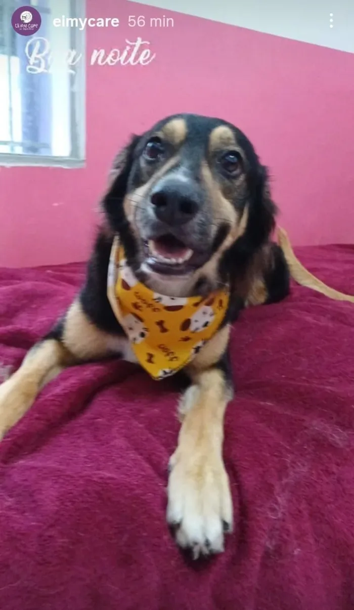 Cachorro raça SRD-ViraLata idade 1 ano nome Bolt 