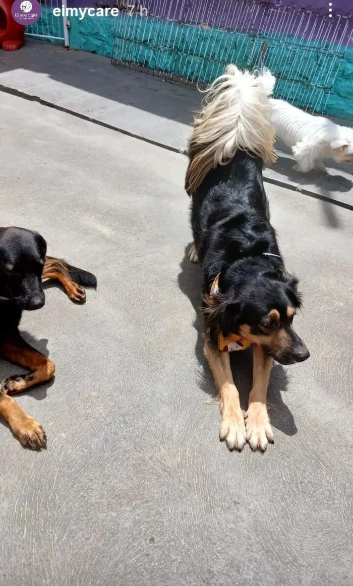 Cachorro raça SRD-ViraLata idade 1 ano nome Bolt 