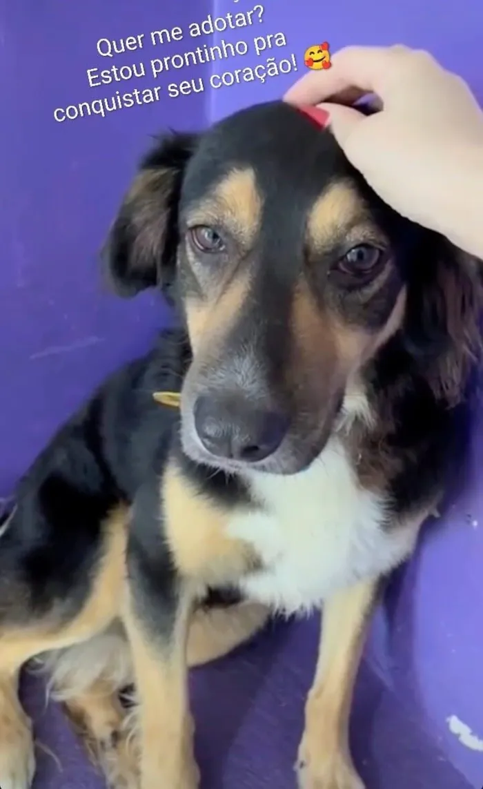 Cachorro raça SRD-ViraLata idade 1 ano nome Bolt 